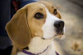 The Beagle Dog