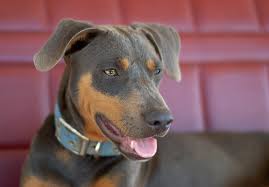 The Blue Lacy