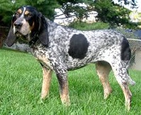 The Bluetick Coonhound