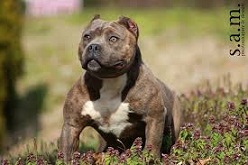 The American Bully