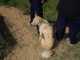 Cambodian Razorback Dog