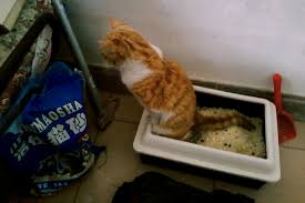 Removing cat urine odor