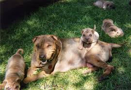 The Chinese Shar-Pei