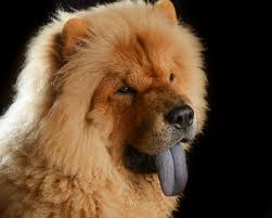 The Chow