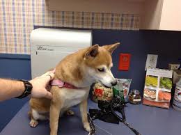 Regular pet checkups