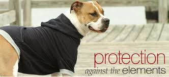 Choosing Dog Clothes - Enhange Your Dog's Looks and Protect Its Health