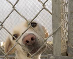 Dog Shelters: Helping Dogs and Their Potential Owners in Need