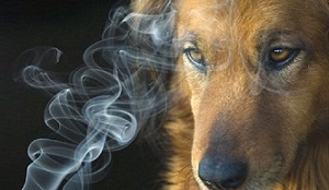 Smokers Put Pets at Risk