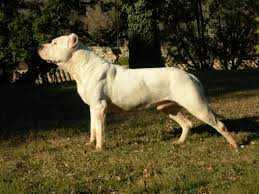 The Dogo Argentino