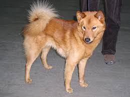 <b>The Finnish Spitz</b>