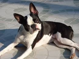 Five facts about the Boston Terrier