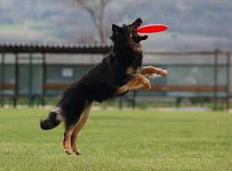 Frisbee or Canine Disc