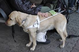 The History Of Seeing Eye Dogs