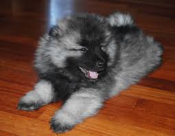 The Keeshond