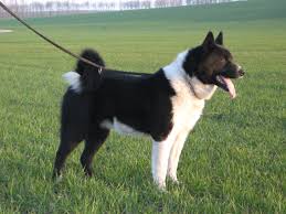 The Karelian Bear Dog