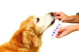 Medical records and traveling with your pet