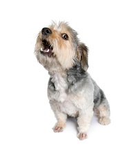 Dog barking noise ordinance laws