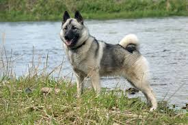 The Norwegian Elkhound