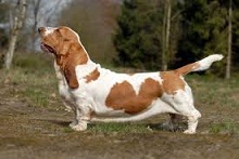 Pedigree Dogs, why, how and more...