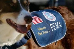 Pet preparation for natural disasters