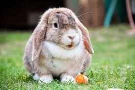 Best rabbit breeds for children