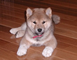 The Shiba Inu