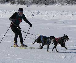 Skijoring dogs