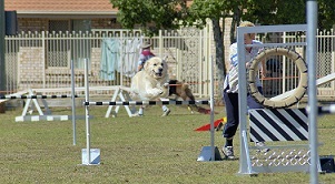 Teaching your dog to stay on the agility start line