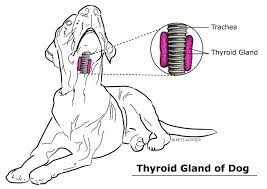 Thyroid illness in dogs and cats