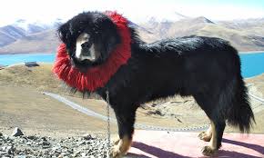 <b>Tibetan Mastiff</b>